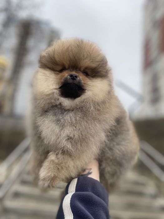 Помернский шпиц щенки