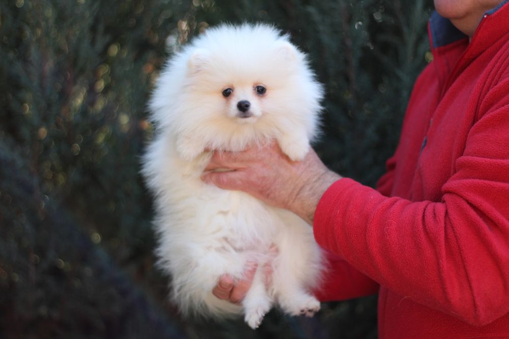 Беленькая куколка померанский шпиц