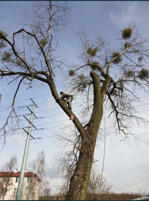 Wycinka drzew, arborysta, przycinanie koron, metodą alpinistyczną