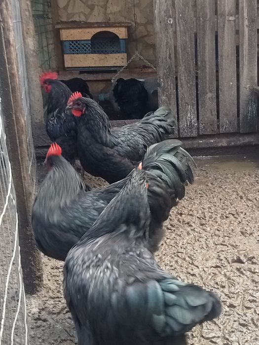 Galos Jersey Gigantes