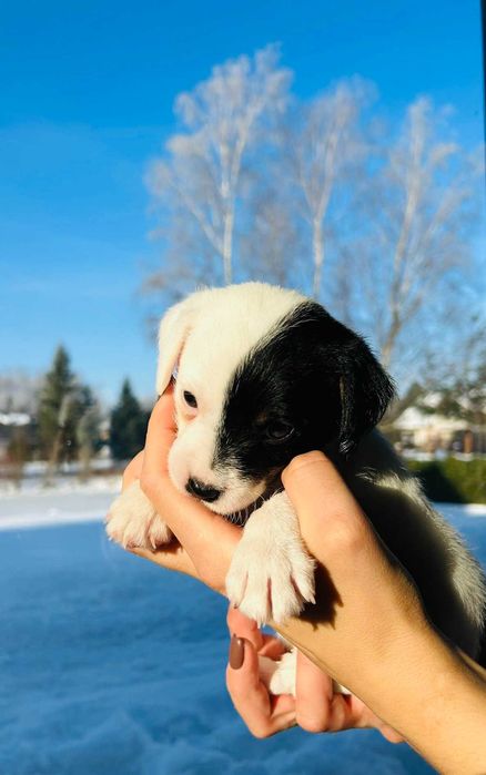 Szczenię, suczka Parson Russell terrier