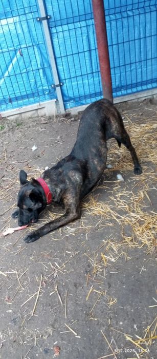 Ramzes czeka na najlepszy dom