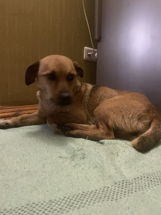 Тваринки безкоштовно