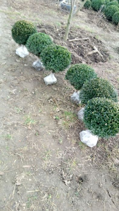 Самшит вічно зелений