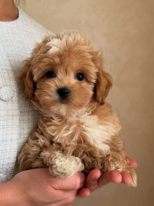 Малютка Мальтипу F-1 PREMIUM