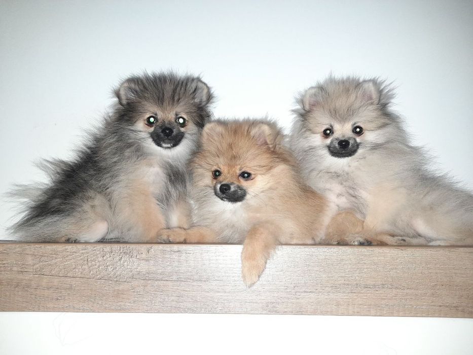 Померанський шпіц КСУ дівчатка