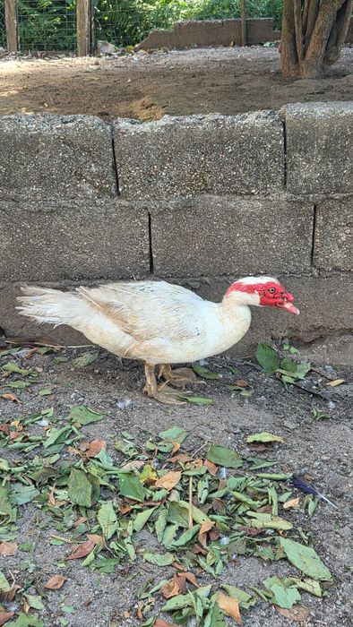 Patos Mudos para venda