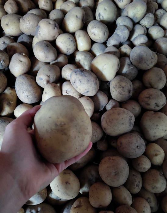 Продам домашню картоплю