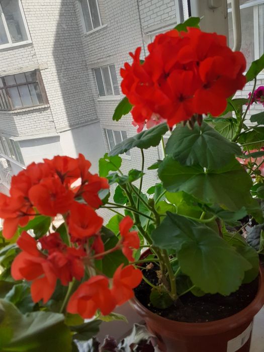 Герань.Пеларгония зональная.