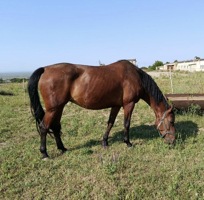 Кінь кобила в розведення, конкур
