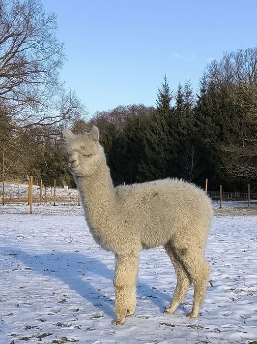 Alpaka huacaya samiec