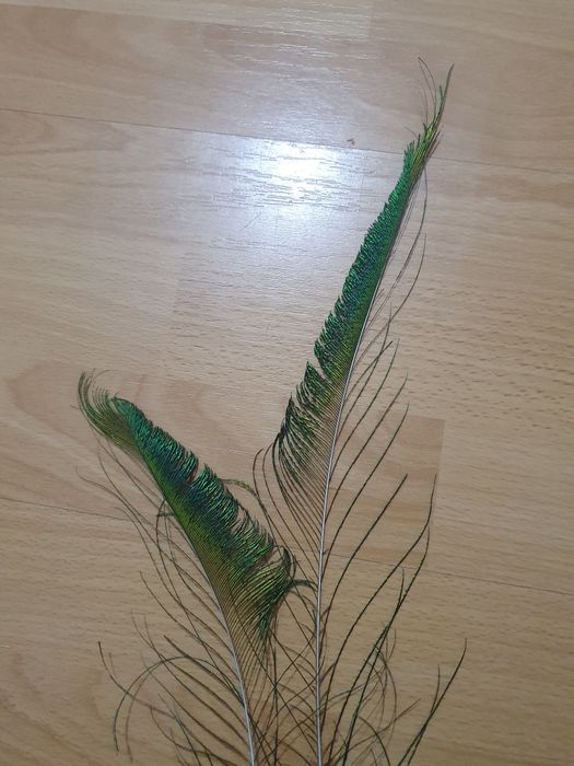 Перья индийского павлина