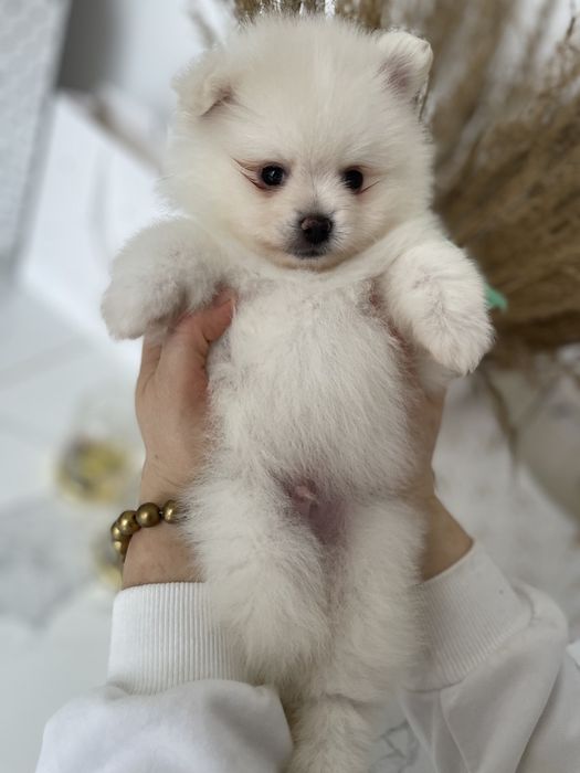 Міні-принци та принцеси Померанські шпіци чекають на свої сімї