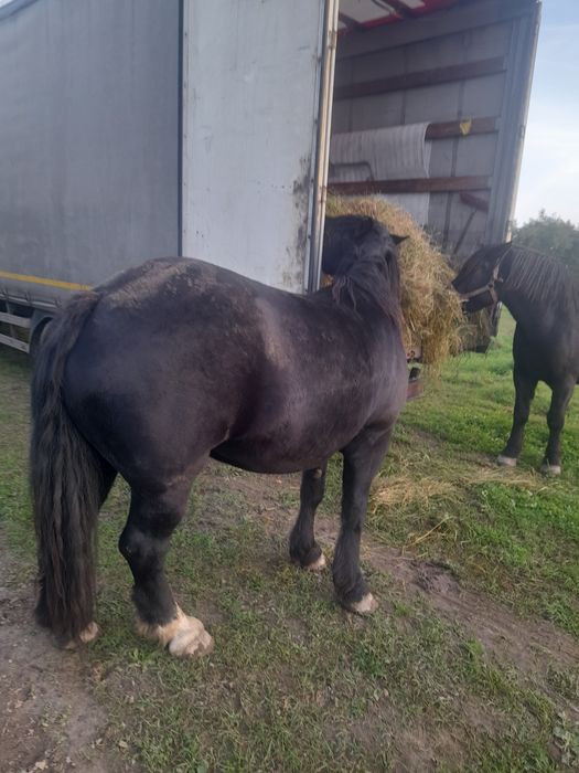 Sprzedam konie zimnokrwiste