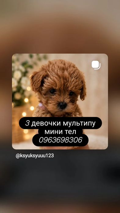Продам щенков породи мультипу ф1