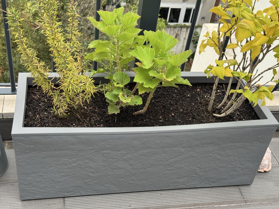 Dois vasos Amazon exterior