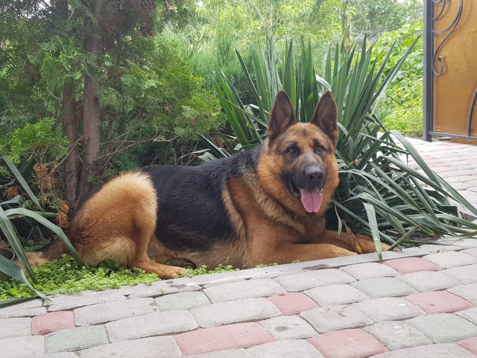 Німецька вівчарка, кобель