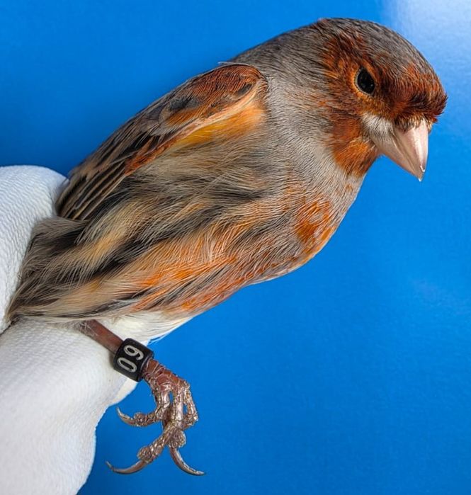 Клітки для канарок