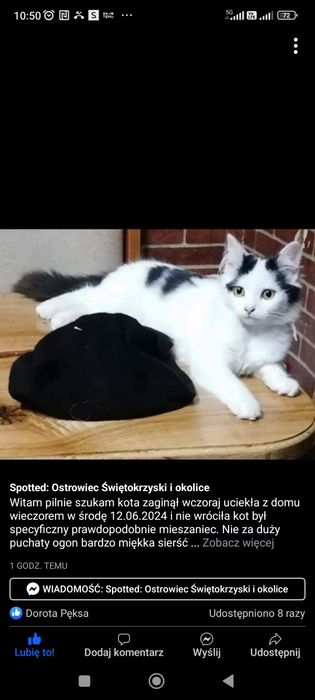 Zaginęła kotka proszę o info