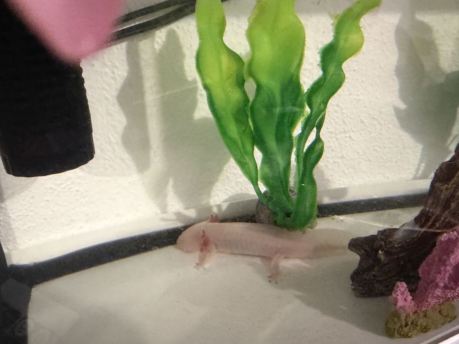 Vendo axolote com cites