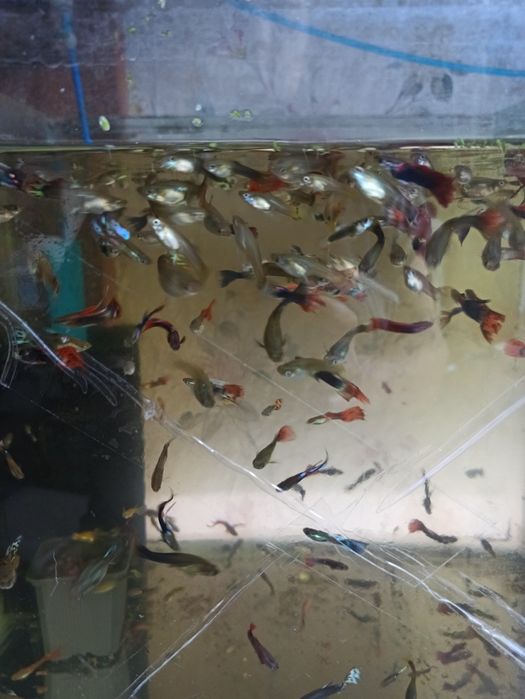 Продам аквариумных рыбок гуппи.