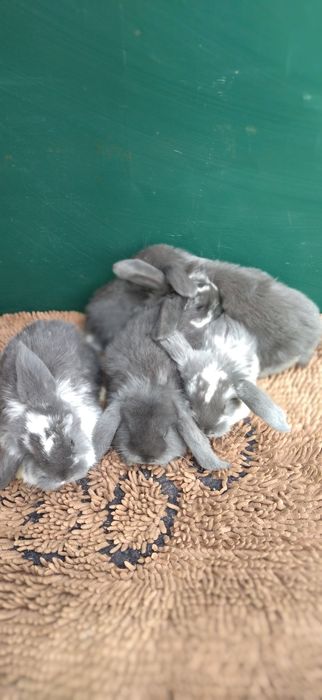 Кролики різних порід