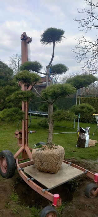 Drzewka bonsai sosna jałowiec  cyprysik