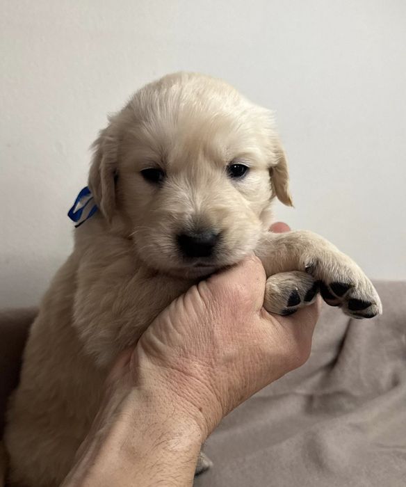 Śliczne szczeniaczki Golden Retriever złote i biszkoptowe