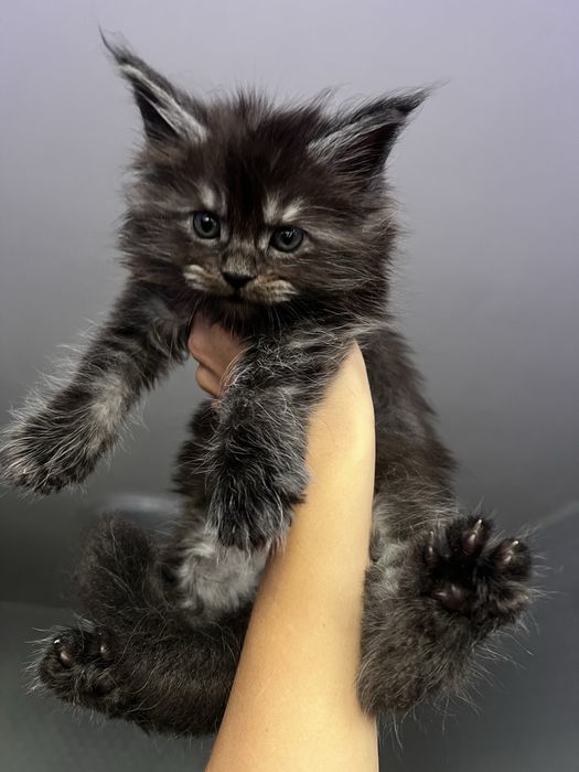 Димний хлопчик мейнкун