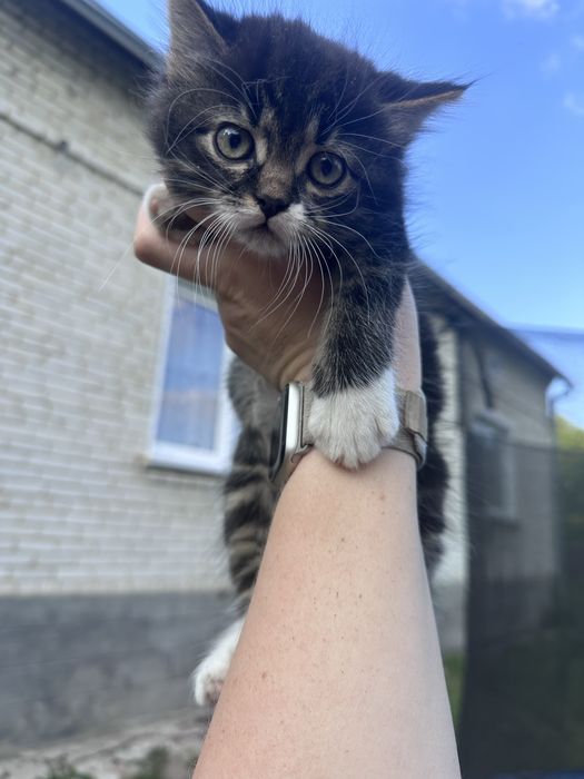 Кошенята в добрі руки