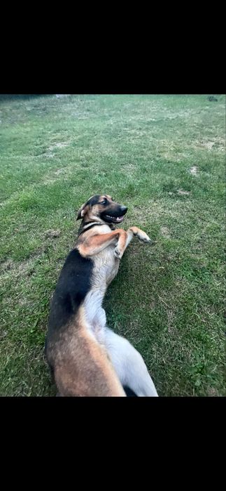 Roczny pies do adopcji – kochany mieszaniec