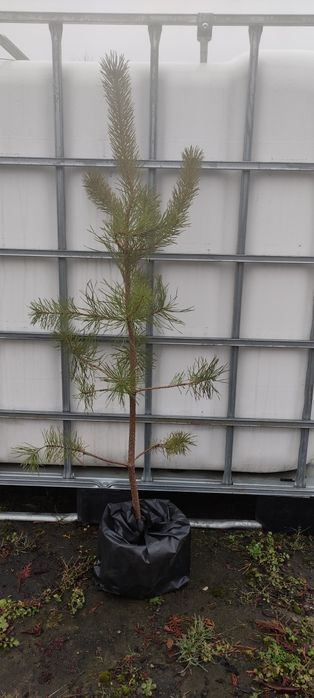 Сосна  чорна Pinus Nigra