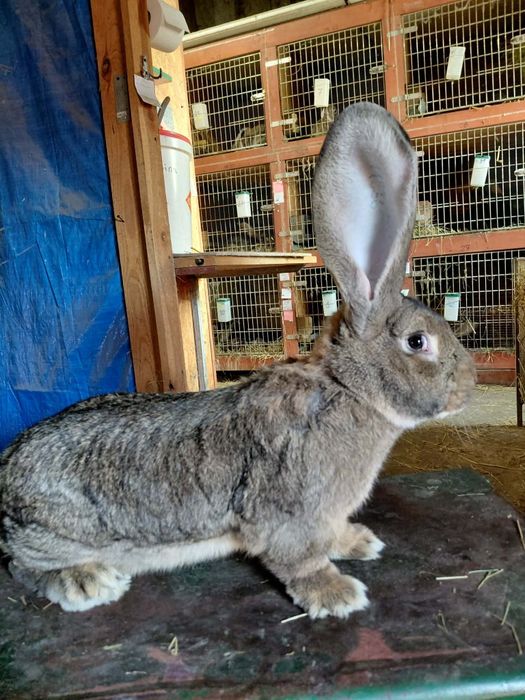 Olbrzym belgijski -samce