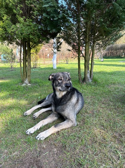 8 letni pies do PILNEJ ADOPCJI