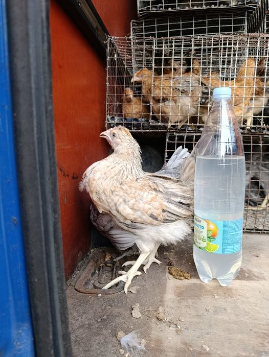 Продаються курчата