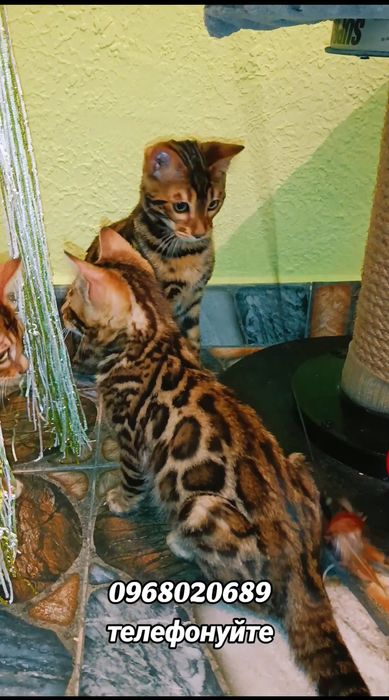 Розплідник Olympia пропонує до вашої уваги бенгальських кошенят