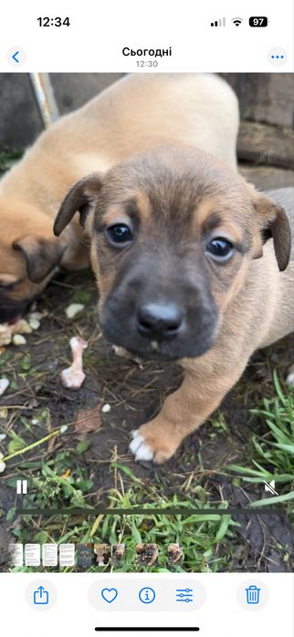 В добрі руки дівчатка