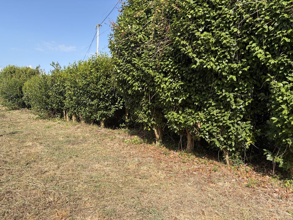 Camelias , Japoneiras árvores adultas