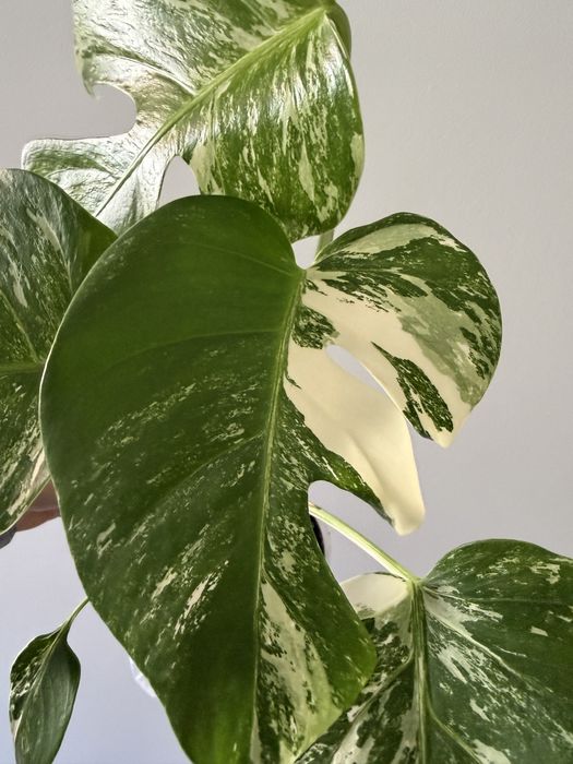 Monstera Albo variegata