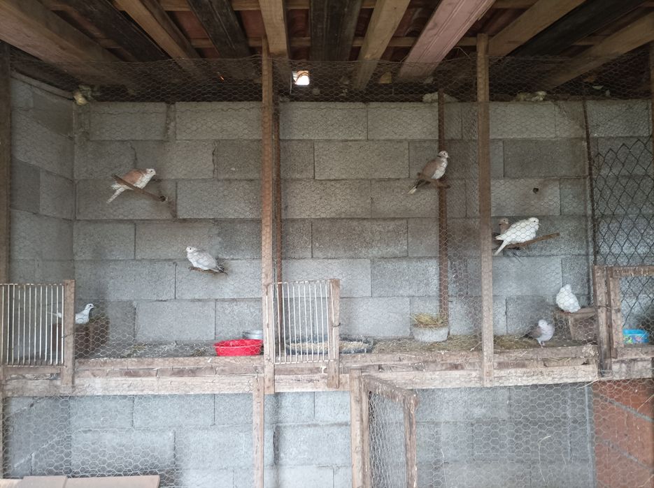 Vendo ou troco rolas de várias cores