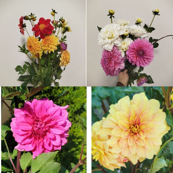 Клубні жоржин . 70 грн