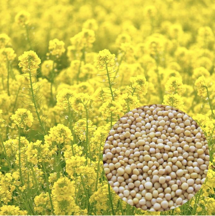 Gorczyca biała „Marianna”