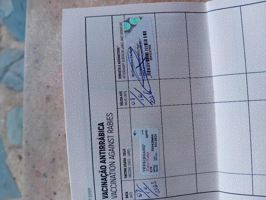Ofereço cadelela Fila São Miguel...chip e vacinas em dia..