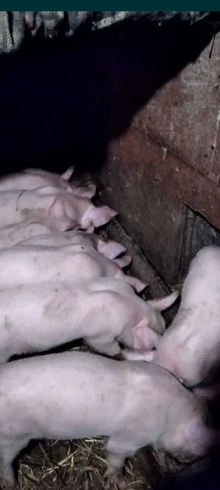 Продам поросят мясних порід від  28 до 30 кг .Біла велика.