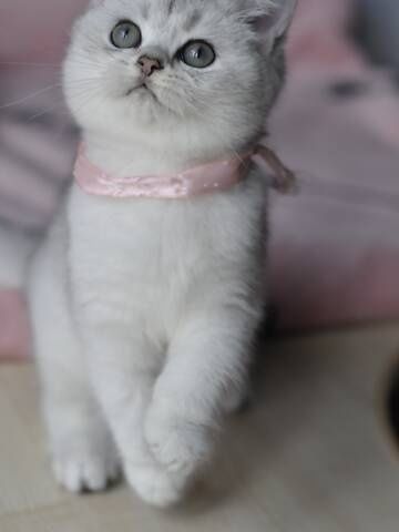 Маємо кошенят срібна шиншила