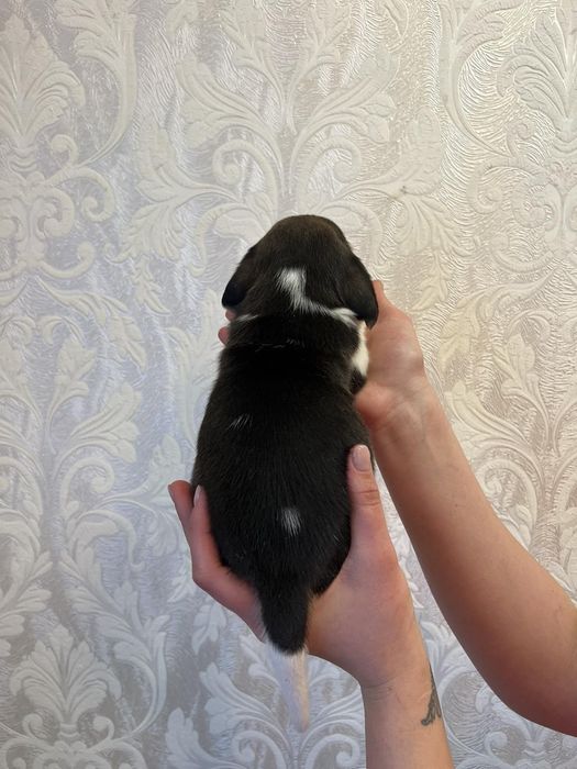 Щенки бигль готовые к переезду
