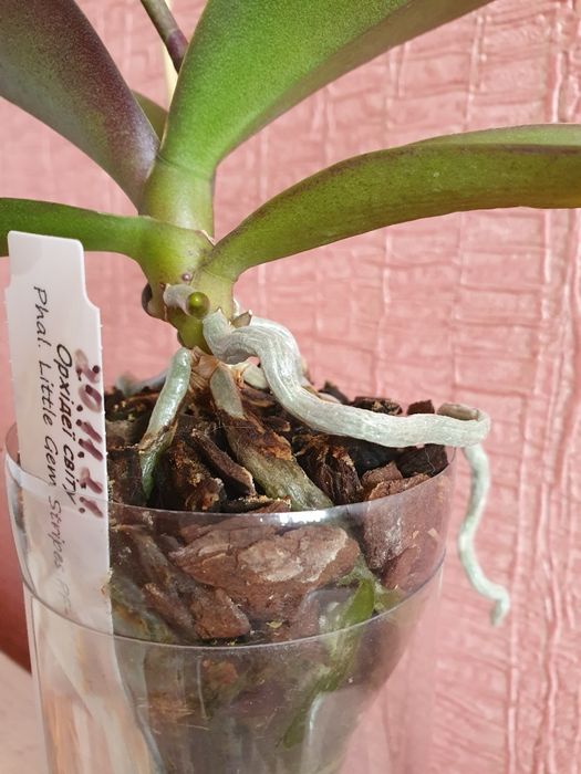 Орхидея 777 или РF 5210 Little Gem Stripes