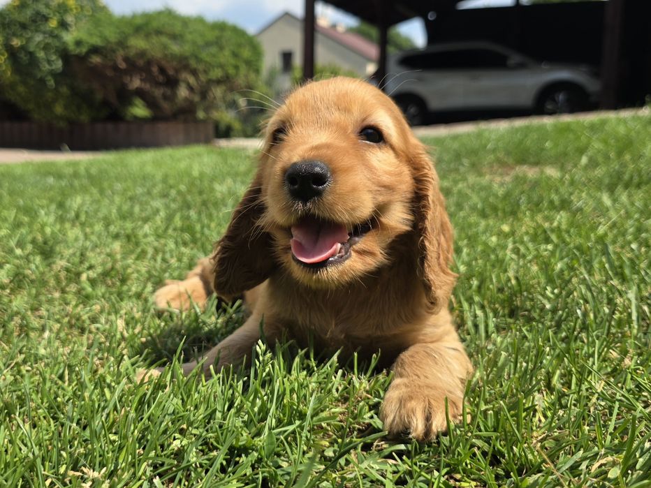 Cocker Spaniel Angielski!  Złoty szczeniak! Odbiór lipiec!