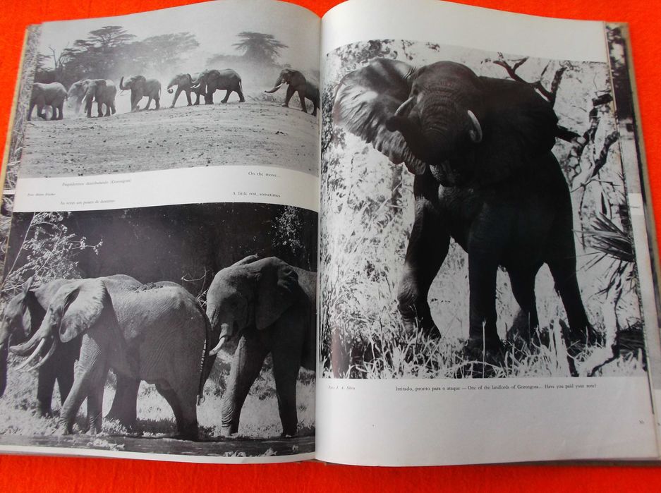 Moçambique - Frederic P. Marjay