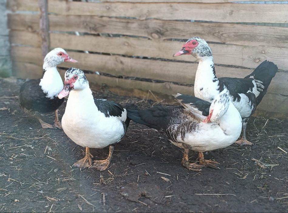 Kaczki francuskie